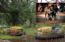 Zmutowane psy z Czarnobyla. Naukowcy zrobili badania DNA
