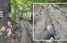 Wycinka kosztem turystów! Ciężki sprzęt zniszczył ważny szlak w Sudetach