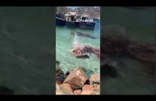 Atak foki na małego wieloryba