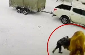 Syberia. Wielbłąd zagryzł Rosjanina, który uderzył go w pysk (WIDEO)