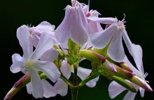 Mydlnica Lekarska - Saponaria Officinalis / Fotografujemy Przyrodę