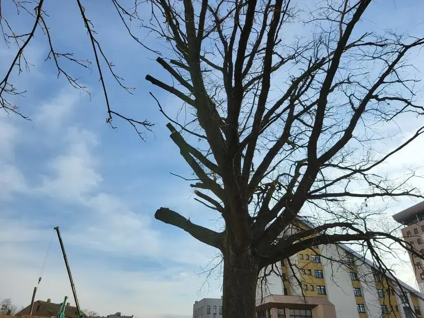 Dąb był pomnikiem przyrody jedynie przez dwa tygodnie.