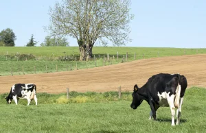 Rząd rozpoczyna interwencyjny skup mleka. Czy ceny mleka pójdą w górę?