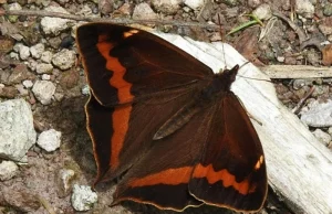 Nowy dla nauki gatunek motyla znaleziony na przedmieściach metropolii
