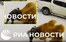 51-latek uderzył wielbłąda na Syberii. Zginął stratowany i pogryziony