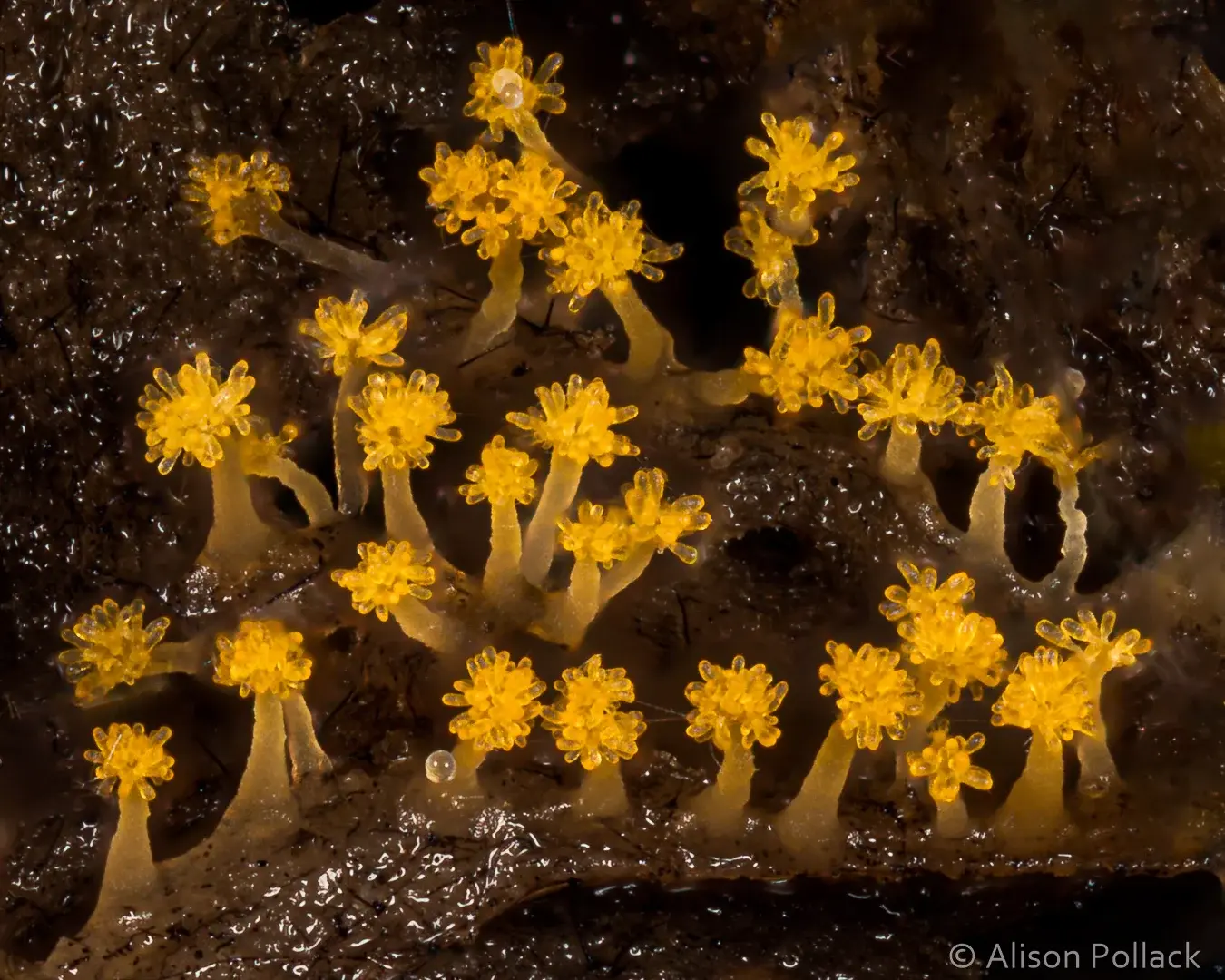 Bakterie? To nie takie proste. Od roju do organizmu