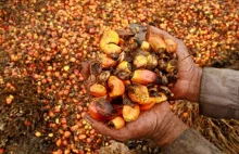 Olej palmowy - co jest z nim nie tak? Zawiera go połowa produktów spożywczych -