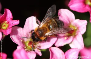 Pszczolinka metaliczna - jedna z dzikich pszczół Polski