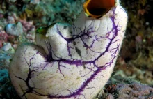I po co te nerwy? To morskie zwierzę zjada własny mózg, by żyć spokojnie