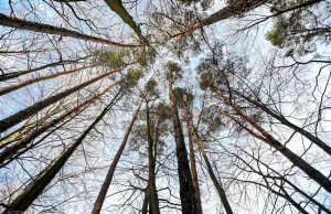 Co się dzieje z drzewami? Amerykańscy naukowcy: "Kaszlą, zamiast oddychać"