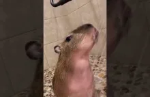 Kapibara bierze prysznic