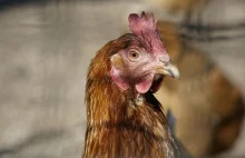 Do kury w Krakowie wezwano straż miejską