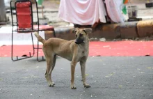 Nakazują usunięcie miliona psów z ulic. Decyzja wywołała ogólnokrajową burzę