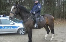 Spór o "emeryturę" dla policyjnego konia. Służył 12 lat.