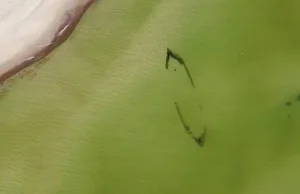 Bałtyk odsłonił wrak. Zagadkowy statek na dnie morza