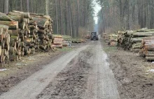 Piły poszły w ruch "Drzewa padają jedno po drugim"