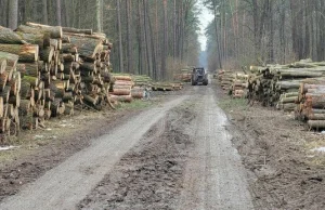 Piły poszły w ruch "Drzewa padają jedno po drugim"