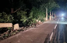 Ktoś podciął 12 drzew przy drodze. Niedawno doszło tam do strasznej tragedii