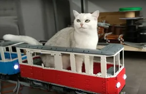 Pociąg dla kotów « Kolej na kolej
