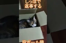 A cat that replies with a tail ~Box Cats God Tyolo~