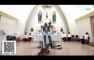 Kopulacja psów podczas mszy