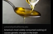 Nowe badania, olej sojowy wywołuje zmiany w mózgu