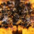 Pszczelarze popierają rolników, bo do Polski spływa kiepski miód