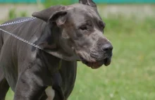 Siedmiolatka weszła do kojca z psami.