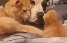 Kocia mama zapoznaje swoje kociątko z psem