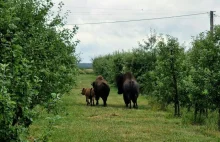 Osamotniony bizon wciąż błąka się w świętokrzyskich lasach.