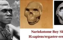 Homo ergaster/ erectus to Homo Sapiens. Teoria multiregionalna