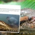 8 m długości i 200 kg wagi. Monstrualny wąż odkryty w Amazonii