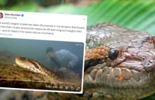 8 m długości i 200 kg wagi. Monstrualny wąż odkryty w Amazonii