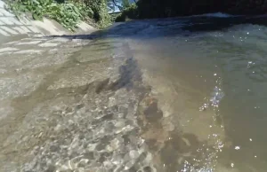 W popularnym katowickim scieku zwanym rzeką Rawą, pojawiły się żywe ryby [VIDEO]