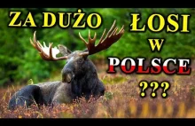 ŁOSIE Atakują Ludzi, Wpadają Pod Auta - Czy Jest Ich Za dużo?