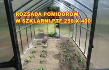 Ile zmieszczę pomidorów w szklarni PTF Pomidor Premium Plus? Rozsada.