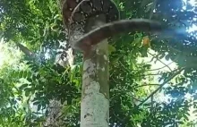 Pyton wijący się na drzewo