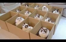 11 kotów grzecznie siedzących w pudełkach