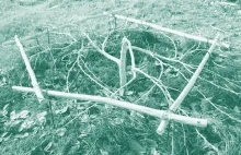 Jak uprawia się&nbsp;subtropikalne rośliny w ujemnych temperaturach