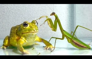 Modliszka vs żaba