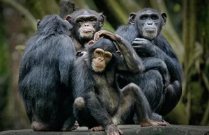Dzikie szympansy obserwują ruchy wrogich stad. Taka taktyka znana była wyłącznie