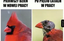 Memy o pracy