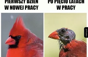 Memy o pracy