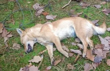 Psy wisiały w lesie, jeden nie przeżył. Policja zatrzymała 25 latka