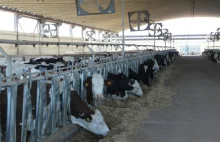 Polmlek jest właścicielem dużej fermy mlecznej w Maroku