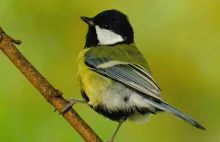 Sikora Bogatka - Parus Major / Fotografujemy Przyrodę