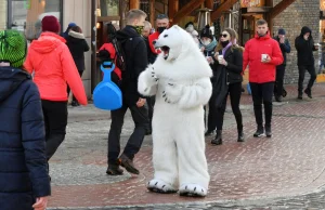 Prawdziwy "biały miś" z Zakopanego załamał się po aferze :(