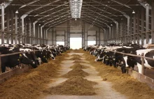 Miastowy nie pozwie rolnika. Zapach obornika i pianie koguta chronione ustawą