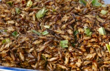 Już jest. Polski sklep z jadalnymi owadami, są mączniki, chrząszcze i szarańcze