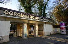 Ewakuacja w poznańskim zoo. Uciekł dzikan rzeczny. "Odłapaliśmy"